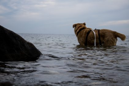 Samson an der Ostsee