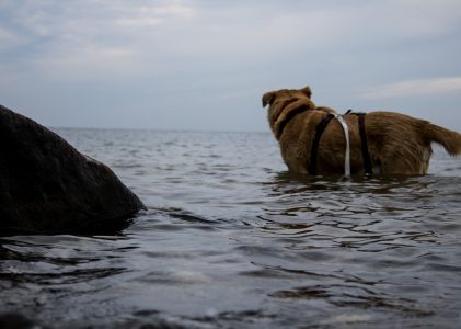 Samson an der Ostsee