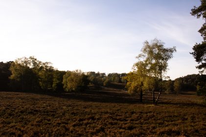 Samson in der Fischbeker Heide