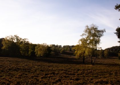 Samson in der Fischbeker Heide